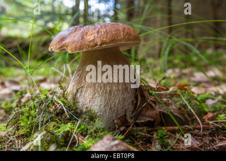 Penny bun, cep (Boletus edulis), in una foresta di abeti rossi, in Germania, in Baviera Foto Stock