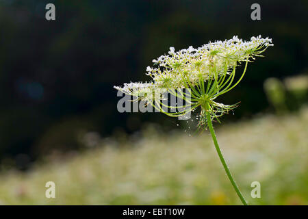 Queen Anne's pizzi, wild carota (Daucus carota), infiorescenza, Germania Foto Stock