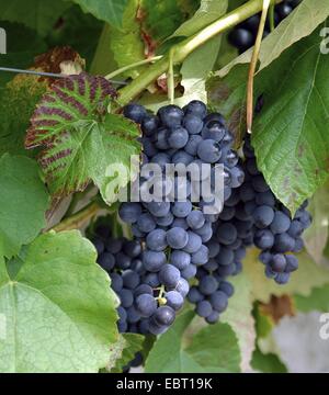 Vitigno, vite (Vitis vinifera "Venus", Vitis vinifera Venere), cultivar Venus, Germania Foto Stock