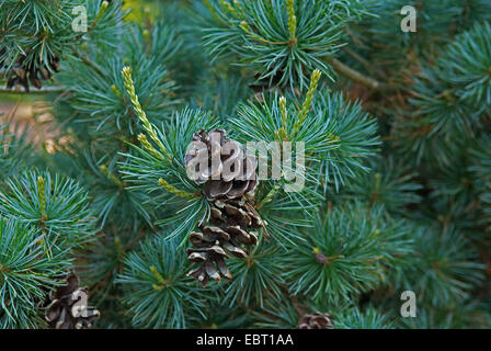 Bianco giapponese pine (Pinus parviflora 'Negishi', Pinus parviflora Negishi), cultivar Negishi, ramo con i coni Foto Stock