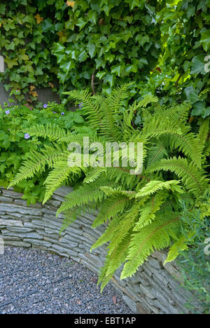 Protezione morbida fern (Polystichum setiferum Proliferum "', Polystichum setiferum Proliferum), cultivar Proliferum Foto Stock