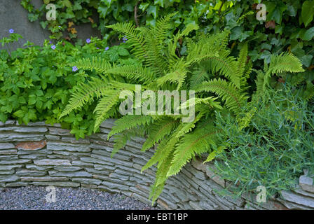 Protezione morbida fern (Polystichum setiferum Proliferum "', Polystichum setiferum Proliferum), cultivar Proliferum Foto Stock