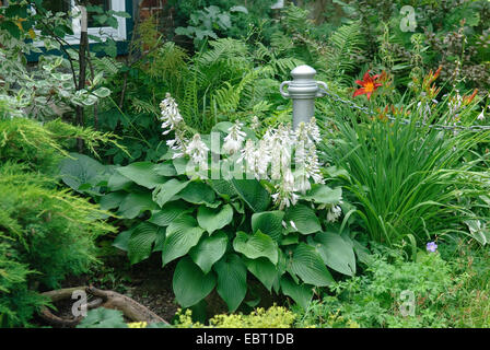 Piantaggine lily (Hosta ventricosa), fioritura Foto Stock