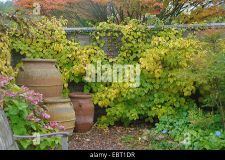 Arrampicata ortensia (Hydrangea petiolaris, Hydrangea anomala subsp. petiolaris), in autunno Foto Stock