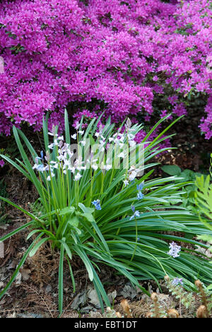 Spagnolo (Bluebell Hyacinthoides hispanica), fioritura di fronte Rhododendron obtusum Foto Stock