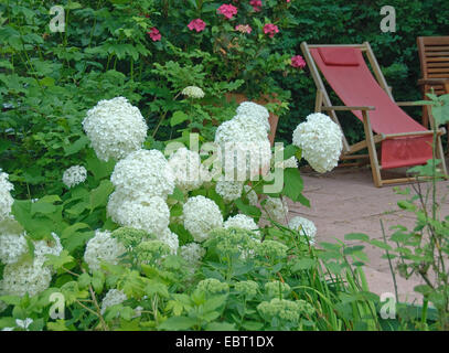 Wild ortensia (Hydrangea arborescens " Annabelle', Hydrangea arborescens Annabelle), cultivar Annabelle, fioritura Foto Stock