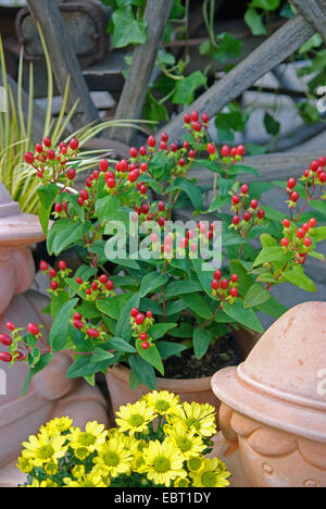 Herbstbepflanzung, Johanniskraut (Hypericum x inodorum 'Magical Red', Hypericum x inodorum magica rosso, Hypericum inodorum), cultivar magica frutto rosso Foto Stock