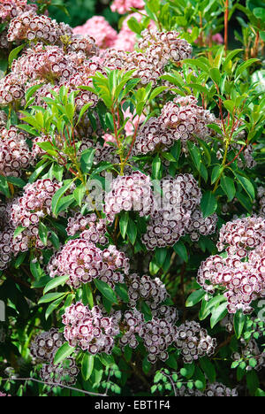 Mountain laurel (Kalmia latifolia "Nani", Kalmia latifolia Nani), cultivar Nani, fioritura Foto Stock