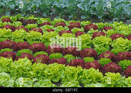 Giardino lattughe (Lactuca sativa " lollo rosso', Lactuca sativa lollo rosso), sorte lollo rosso, patch vegetale Foto Stock