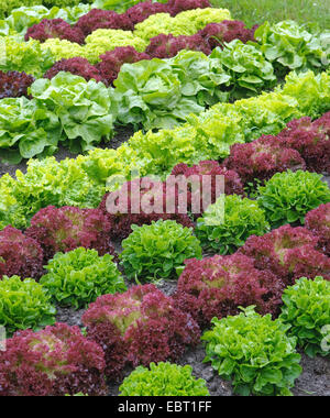 Giardino lattughe (Lactuca sativa crispa, Lactuca sativa var. crispa), patch vegetale Foto Stock