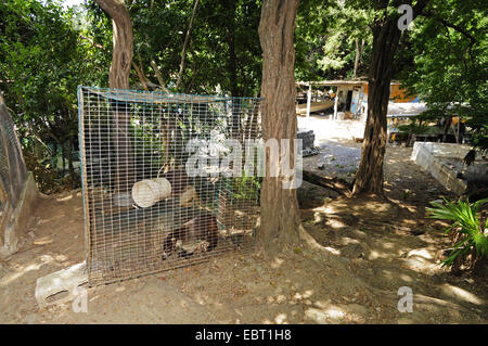 Bianco-coati dal naso (Nasua narica), captive, Honduras, Roatan Foto Stock