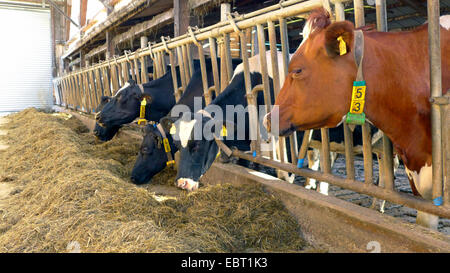 Gli animali domestici della specie bovina (Bos primigenius f. taurus), alimentando le mucche in un'azienda di ingrasso, Germania Foto Stock