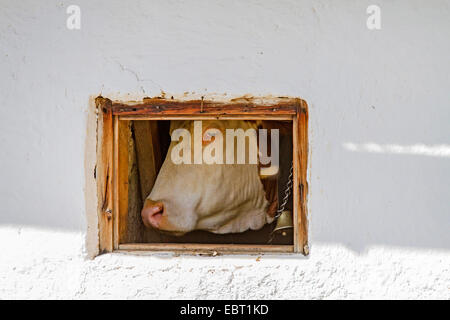 Gli animali domestici della specie bovina (Bos primigenius f. taurus), con campanaccio, guardando attraverso una finestra di stabile, Germania Foto Stock