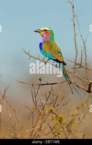 Lilla-breasted rullo (Coracias caudata), seduto su un ramo, Sud Africa, Krueger National Park Foto Stock