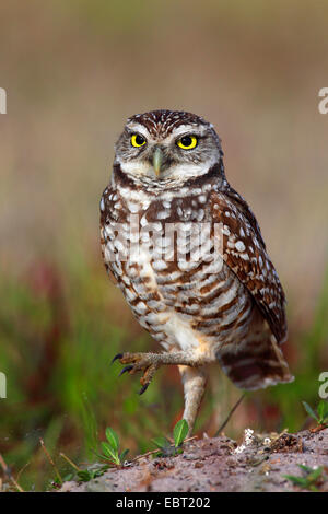 Scavando la civetta (Athene cunicularia), maschio in piedi sul suolo, STATI UNITI D'AMERICA, Florida, Cape Coral Foto Stock