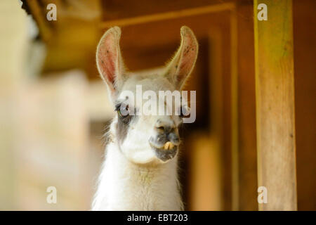 Llama (Lama glama), ritratto Foto Stock