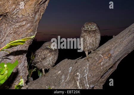 Civetta (Athene noctua), due squeekers seduto su un ramo in attesa di beeing alimentato, Germania Foto Stock
