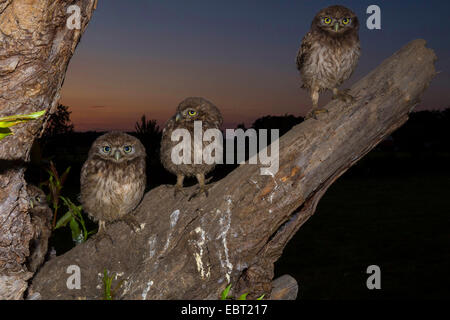 Civetta (Athene noctua), tre squeekers seduto su un ramo in attesa di beeing alimentato, Germania Foto Stock