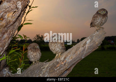 Civetta (Athene noctua), tre squeekers seduto su un ramo in attesa di beeing alimentato, Germania Foto Stock