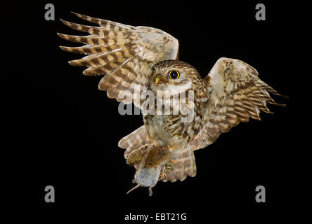 Civetta (Athene noctua), avvicinandosi alla grotta di allevamento con il mouse nella griffe, in Germania, in Renania settentrionale-Vestfalia, Langenberg Foto Stock