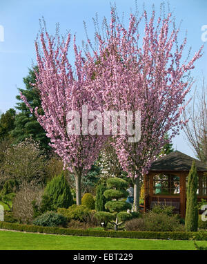 Sargent ciliegia, Sargent di ciliegio (Prunus sargentii), fioritura Foto Stock