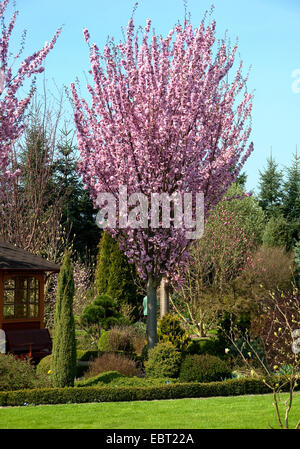 Sargent ciliegia, Sargent di ciliegio (Prunus sargentii), fioritura Foto Stock