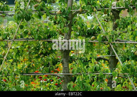 La pera comune (Pyrus communis " Conferenza', Pyrus communis conferenza), spalliera pera Foto Stock