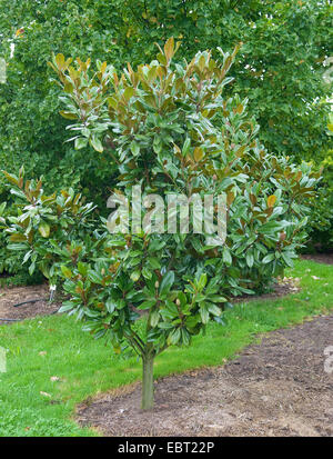 Southern Magnolia, Bull Ray, Evergreen Magnolia (Magnolia grandiflora Galissonnire, Magnolia grandiflora 'Galissonnire'), cultivar Galissonnire Foto Stock