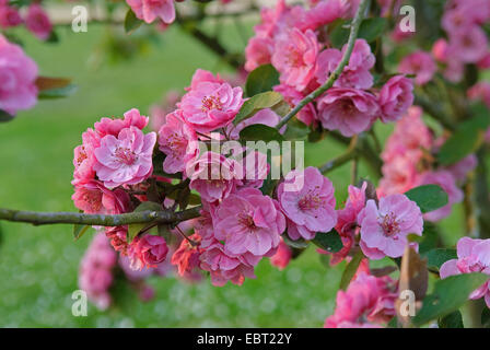 Apple ornamentali tree (Malus " Brandy Magic', Malus Brandy Magic), cultivar Brandy Magic, fioritura Foto Stock