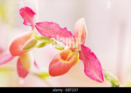 Paphiopedilum orchid contro verdi tropicali Foto Stock