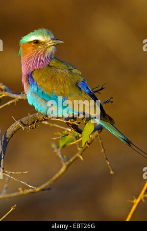 Lilla-breasted rullo (Coracias caudata), seduto su un ramo in luce della sera, Sud Africa, Krueger National Park Foto Stock