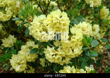 Rhododendron (Rhododendron 'Goldkrone', rododendro Goldkrone), cultivar Goldkrone Foto Stock