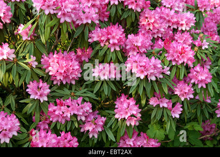 Rhododendron (Rhododendron makinoi 'Rosa Perle", rododendro makinoi Rosa Perle), cultivar Rosa Perle Foto Stock