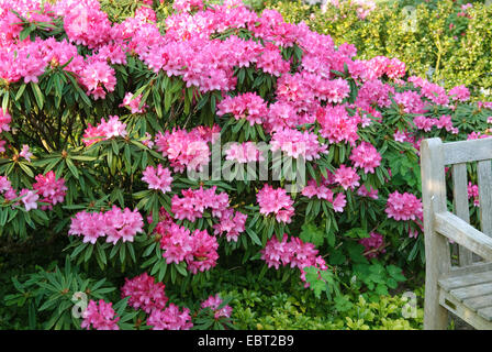 Rhododendron (Rhododendron makinoi 'Rosa Perle", rododendro makinoi Rosa Perle), cultivar Rosa Perle Foto Stock