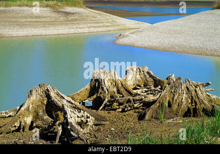 Tree intoppi su Forggensee lungolago , Germania, il Land della Baviera, Oberbayern, Alta Baviera, Allgaeu Foto Stock