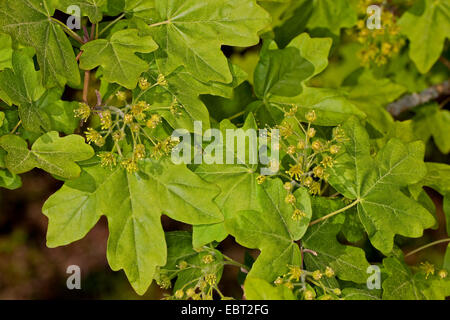 L'acero campestre, acero comune (Acer campestre), fioritura, Germania Foto Stock