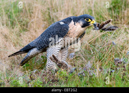 Astore (Accipiter gentilis), seduto per terra con la preda, Germania Foto Stock