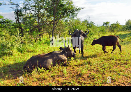 African buffalo (Syncerus caffer), due di alimentazione bufali africani con i giovani animali, Sued Afrika, Krueger National Park Foto Stock
