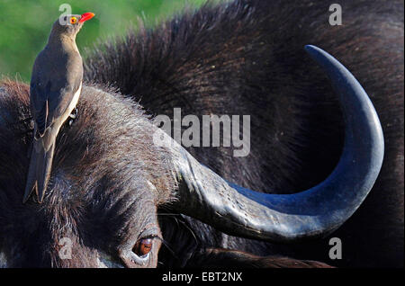 Rosso-fatturati Oxpecker (Buphagus erythrorhynchus), su una testa di bufalo africano, pulizia simbiosi, Sud Africa Foto Stock
