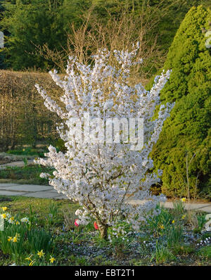 Alpine giapponese albero ciliegio (Prunus nipponica "brillant', Prunus nipponica Brillant), cultivar Brillant Foto Stock
