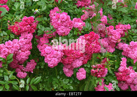 Rose ornamentali (Rosa 'Super Excelsa', Rosa Super excelsa), cultivar Super excelsa Foto Stock