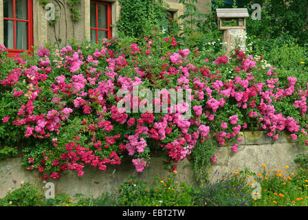 Rose ornamentali (Rosa 'Super Excelsa', Rosa Super excelsa), cultivar Super excelsa Foto Stock