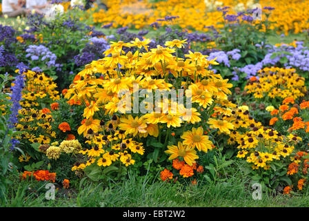 Black-eyed susan, coneflower peloso, giallo daisy (Rudbeckia hirta), che fiorisce in aiuola Foto Stock