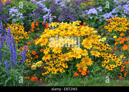 Black-eyed susan, coneflower peloso, giallo daisy (Rudbeckia hirta), che fiorisce in aiuola Foto Stock