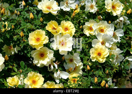 Rose ornamentali (Rosa "Fruehlingsgold', Rosa Fruehlingsgold), cultivar Fruehlingsgold Foto Stock