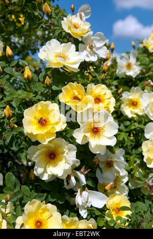 Rose ornamentali (Rosa "Fruehlingsgold', Rosa Fruehlingsgold), cultivar Fruehlingsgold Foto Stock