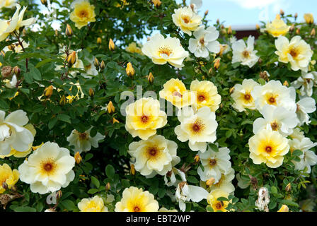 Rose ornamentali (Rosa "Fruehlingsgold', Rosa Fruehlingsgold), cultivar Fruehlingsgold Foto Stock