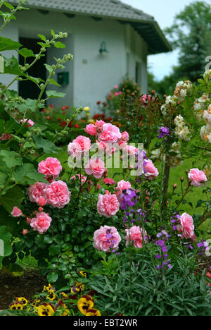 Rose ornamentali (Rosa "Bonica 82', Rosa Bonica 82), cultivar Bonica 82 Foto Stock