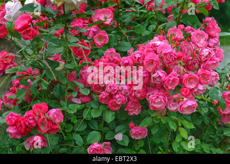 Rose ornamentali (Rosa "Angela' Rosa Angela), cultivar Angela Foto Stock