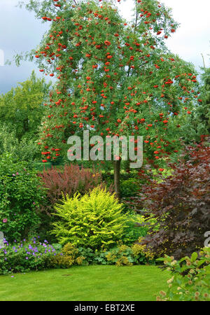 European mountain-cenere, rowan tree (Sorbus aucuparia 'Rosina', Sorbus aucuparia Rosina), cultivar Rosina in un giardino, Germania Foto Stock